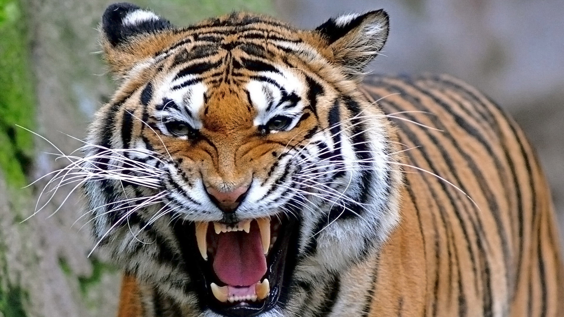 Tiger-roar-animal-wallpaper